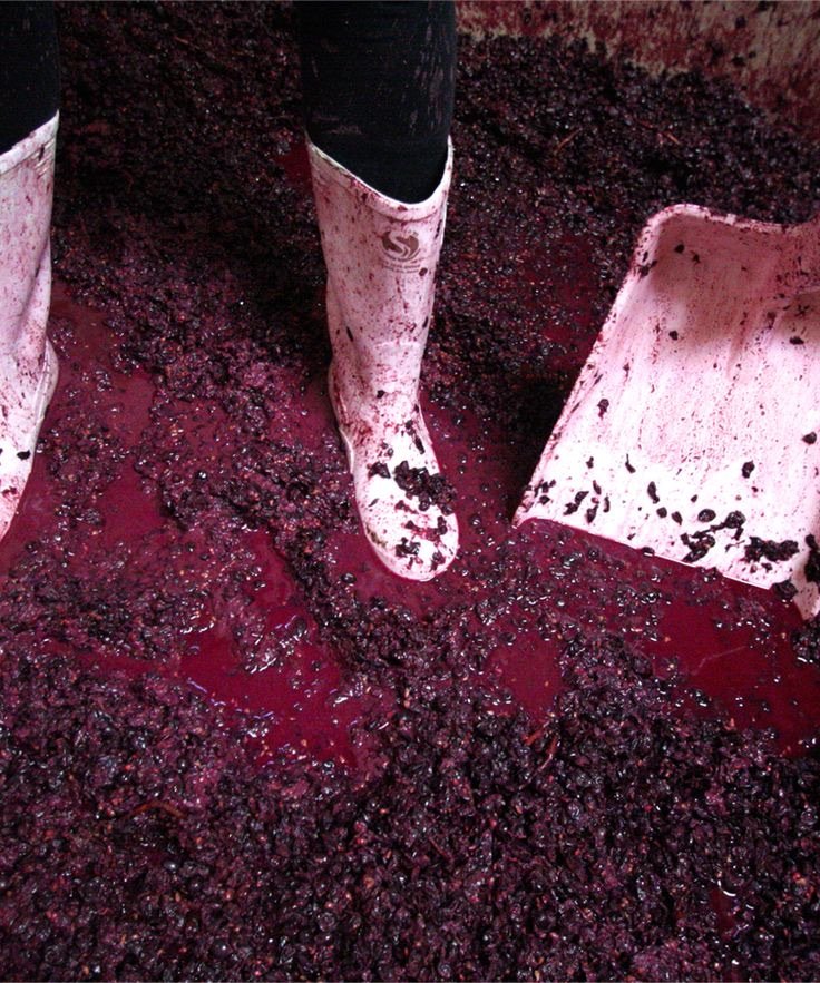 Pisado de la uva en la bodega